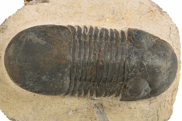 Paralejurus Trilobite Fossil - Lghaft, Morocco #312774